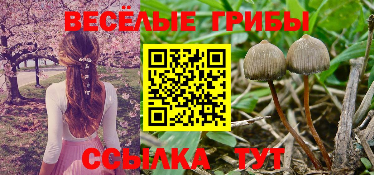 Чита  Галлюциногенные грибы Psilocybe  Вход с VPN 